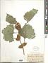 Xanthium oviforme Wallr.