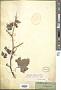 Xanthium sibiricum L.
