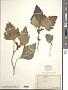 Xanthium sp.
