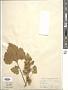 Xanthium sp.