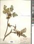 Xanthium sp.