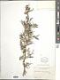 Xanthium spinosum L.