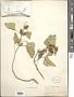 Xanthium strumarium L.