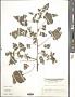 Xanthium strumarium L.