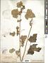Xanthium strumarium L.