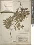 Xanthoceras sorbifolium Bunge