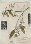 Xanthophyllum floriferum Elmer