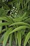 Xiphidium caeruleum Aubl.