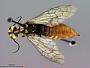 Xiphydria champlaini