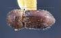 Xyleborus cuneolus