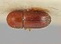 Xyleborus ricini