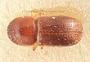 Xyleborus subasperulus