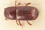 Xyleborus validus