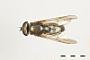 Xylotodes brevipilosus