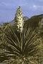 Yucca schottii Engelm.