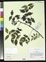 Zanthoxylum americanum Mill.