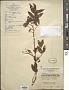 Zanthoxylum armatum DC.