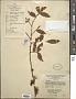 Zanthoxylum armatum DC.