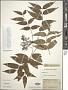 Zanthoxylum clava-herculis L.