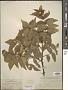 Zanthoxylum clava-herculis L.