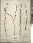 Zanthoxylum fagara (L.) Sarg.