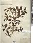 Zanthoxylum flavum Vahl