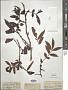 Zanthoxylum hostile Wall.