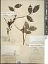 Zanthoxylum nitidum Bunge