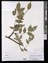 Zanthoxylum oxyphyllum Edgew.