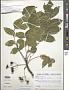 Zanthoxylum pinnatum Druce