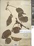 Zanthoxylum rigidum Humb. & Bonpl. ex Willd.