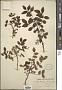 Zanthoxylum simulans Hance
