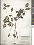 Zanthoxylum simulans Hance