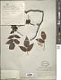 Zanthoxylum simulans Hance