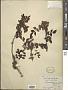 Zanthoxylum simulans Hance