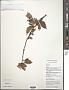 Zanthoxylum sp.