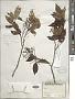 Zanthoxylum sp.