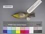 Zosterops japonicus