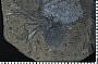 Zygiosocrinus typicus Webster