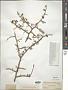 Zygophyllum xanthoxylum Engl.